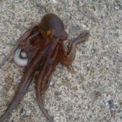 学校終わりのタコ釣り